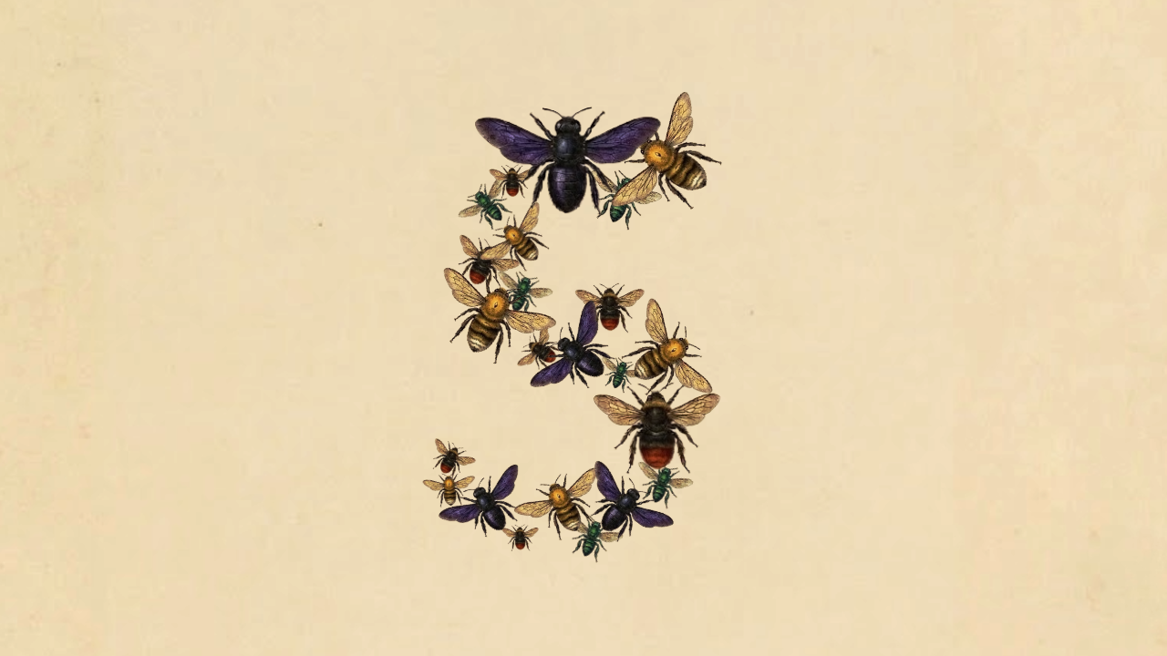 Insects arranged in the shape of a number five